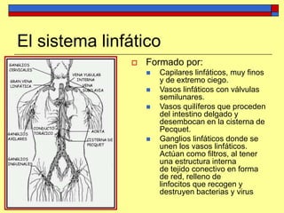 El sistema linfático
 Formado por:
 Capilares linfáticos, muy finos
y de extremo ciego.
 Vasos linfáticos con válvulas
semilunares.
 Vasos quilíferos que proceden
del intestino delgado y
desembocan en la cisterna de
Pecquet.
 Ganglios linfáticos donde se
unen los vasos linfáticos.
Actúan como filtros, al tener
una estructura interna
de tejido conectivo en forma
de red, relleno de
linfocitos que recogen y
destruyen bacterias y virus
 