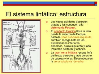 El sistema linfático: estructura
 Los vasos quilíferos absorben
grasas y las conducen a la
cisterna de Pecquet.
 El conducto torácico lleva la linfa
desde la cisterna de Pecquet
hasta la vena subclavia izquierda.
También recoge linfa de las
extremidades inferiores,
abdomen, brazo izquierdo y lado
izquierdo del tórax y cabeza.
 La gran vena linfática recoge linfa
del brazo derecho y lado derecho
de cabeza y tórax. Desemboca en
la vena subclavia derecha.
 