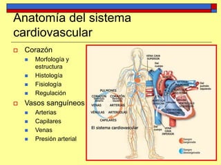 Anatomía del sistema
cardiovascular
 Corazón
 Morfología y
estructura
 Histología
 Fisiología
 Regulación
 Vasos sanguíneos
 Arterias
 Capilares
 Venas
 Presión arterial
 