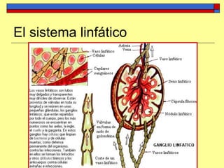 El sistema linfático
 