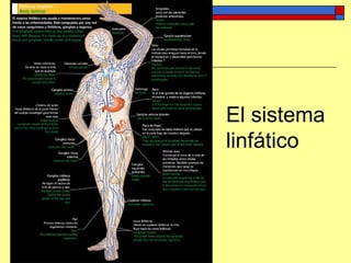 El sistema
linfático
 