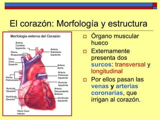 El corazón: Morfología y estructura
 Órgano muscular
hueco
 Externamente
presenta dos
surcos: transversal y
longitudinal
 Por ellos pasan las
venas y arterias
coronarias, que
irrigan al corazón.
 