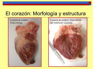 El corazón: Morfología y estructura
Corazón de cordero.
Vista externa.
Corazón de cordero. Vista interna
del ventrículo izquierdo.
 
