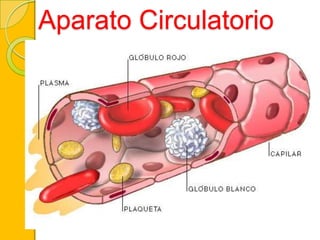 Aparato Circulatorio
 