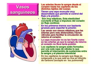 14
VasosVasos
sangusanguííneosneos
•• Las arterias llevan la sangre desde elLas arterias llevan la sangre desde el
corazcorazóón hasta los capilares de losn hasta los capilares de los
distintos tejidos del cuerpodistintos tejidos del cuerpo
•• Tienen una capa muscular muyTienen una capa muscular muy
desarrollada que permite el control deldesarrollada que permite el control del
flujo y la presiflujo y la presióón .n .
•• Son muy elSon muy eláásticas. Esta elasticidadsticas. Esta elasticidad
convierte el flujo a impulsos del corazconvierte el flujo a impulsos del corazóónn
en flujo continuoen flujo continuo
•• En los primeros tramos son bastanteEn los primeros tramos son bastante
gruesas para soportar la presigruesas para soportar la presióónn
•• Las venas son menos elLas venas son menos eláásticas que lassticas que las
arterias pero marterias pero mááss distensibles.Tienendistensibles.Tienen
vváálvulas para facilitar la circulacilvulas para facilitar la circulacióón den de
retorno al corazretorno al corazóón.n.
•• La capa muscular no es tan fuerte comoLa capa muscular no es tan fuerte como
en las arterias ya que la sangre de retornoen las arterias ya que la sangre de retorno
al corazal corazóón no lleva tanta presin no lleva tanta presióónn
•• Los capilares la sangre estLos capilares la sangre estáán formadosn formados
por una sola capa de cpor una sola capa de céélulas lo quelulas lo que
permite el intercambio de sustancias entrepermite el intercambio de sustancias entre
la sangre y el plasma intersticialla sangre y el plasma intersticial
•• En los capilares la sangre que llega esEn los capilares la sangre que llega es
oxigenada y la que sale es rica en dioxigenada y la que sale es rica en dióóxidoxido
de carbono (excepto en los pulmones)de carbono (excepto en los pulmones)
 
