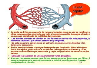 16
La aorta se divide en una serie de ramas principales que a su veLa aorta se divide en una serie de ramas principales que a su vez se ramifican enz se ramifican en
otras motras máás peques pequeññas, de modo que todo el organismo recibe la sangre a travas, de modo que todo el organismo recibe la sangre a travéés des de
un proceso complicado de mun proceso complicado de múúltiples derivaciones.ltiples derivaciones.
Las arterias menores se dividen en una fina red de vasos aLas arterias menores se dividen en una fina red de vasos aúún mn máás peques pequeñños, losos, los
llamados capilares, que tienen paredes muy delgadas.llamados capilares, que tienen paredes muy delgadas.
De esta manera la sangre entra en estrecho contacto con los lDe esta manera la sangre entra en estrecho contacto con los lííquidos y losquidos y los
tejidos del organismo.tejidos del organismo.
En los vasos capilares la sangre desempeEn los vasos capilares la sangre desempeñña tres funciones: libera el oxa tres funciones: libera el oxíígenogeno
hacia los tejidos, proporciona a las chacia los tejidos, proporciona a las céélulas del organismo nutrientes y otraslulas del organismo nutrientes y otras
sustancias esenciales que transporta, y capta los productos de dsustancias esenciales que transporta, y capta los productos de desecho de losesecho de los
tejidos.tejidos.
DespuDespuéés los capilares se unen para formar venas peques los capilares se unen para formar venas pequeññas.as.
A su vez, las venas se unen para formar venas mayores, hasta queA su vez, las venas se unen para formar venas mayores, hasta que, por, por úúltimo, laltimo, la
sangre se resangre se reúúne en la vena cava superior e inferior y confluye en el corazne en la vena cava superior e inferior y confluye en el corazóónn
completando el circuito.completando el circuito.
La red
capilar
La redLa red
capilarcapilar
28
 