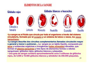 21
••La sangre es el fluido que circula por todo el organismo a travLa sangre es el fluido que circula por todo el organismo a travéés del sistemas del sistema
circulatorio, formado por elcirculatorio, formado por el corazcorazóónn y un sistema de tubos o vasos, losy un sistema de tubos o vasos, los vasosvasos
sangusanguííneosneos..
••La sangre describe dos circuitos complementarios llamados circulLa sangre describe dos circuitos complementarios llamados circulaciacióón mayorn mayor
o general y menor o pulmonar...o general y menor o pulmonar... LaLa sangre es un tejido lsangre es un tejido lííquido, compuesto porquido, compuesto por
aguaagua y sustancias orgy sustancias orgáánicas e inorgnicas e inorgáánicas (nicas (sales mineralessales minerales) disueltas, que) disueltas, que
forman elforman el plasma sanguplasma sanguííneoneo y tres tipos de elementos formes o cy tres tipos de elementos formes o céélulaslulas
sangusanguííneas: glneas: glóóbulos rojos, glbulos rojos, glóóbulos blancos y plaquetasbulos blancos y plaquetas..
•• Una gota de sangre contiene aproximadamente unos 5 millones deUna gota de sangre contiene aproximadamente unos 5 millones de glglóóbulosbulos
rojos, de 5.000 a 10.000 glrojos, de 5.000 a 10.000 glóóbulos blancos y alrededor de 250.000 plaquetas.bulos blancos y alrededor de 250.000 plaquetas.
 