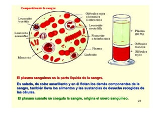 22
El plasma sanguEl plasma sanguííneo es la parte lneo es la parte lííquida de la sangre.quida de la sangre.
Es salado, de color amarillento y enEs salado, de color amarillento y en éél flotan los deml flotan los demáás componentes de las componentes de la
sangre, tambisangre, tambiéén lleva los alimentos y las sustancias de desecho recogidas den lleva los alimentos y las sustancias de desecho recogidas de
las clas céélulas.lulas.
El plasma cuando se coagula la sangre, origina el suero sanguEl plasma cuando se coagula la sangre, origina el suero sanguííneo.neo.
 