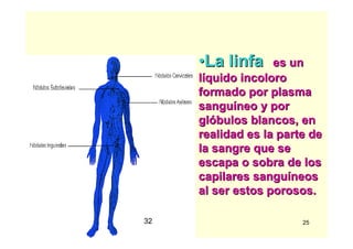 25
••La linfaLa linfa es unes un
llííquido incoloroquido incoloro
formado por plasmaformado por plasma
sangusanguííneo y porneo y por
glglóóbulos blancos, enbulos blancos, en
realidad es la parte derealidad es la parte de
la sangre que sela sangre que se
escapa o sobra de losescapa o sobra de los
capilares sangucapilares sanguííneosneos
al ser estos porosos.al ser estos porosos.
32
 