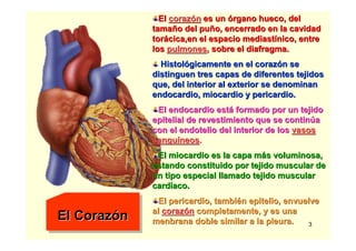 3
El CorazónEl CorazEl Corazóónn
ElEl corazcorazóónn es unes un óórgano hueco, delrgano hueco, del
tamatamañño del puo del puñño, encerrado en la cavidado, encerrado en la cavidad
tortoráácica,encica,en el espacioel espacio mediastmediastííniconico, entre, entre
loslos pulmonespulmones, sobre el diafragma., sobre el diafragma.
HistolHistolóógicamente en el corazgicamente en el corazóón sen se
distinguen tres capas de diferentes tejidosdistinguen tres capas de diferentes tejidos
que, del interior al exterior se denominanque, del interior al exterior se denominan
endocardio, miocardio y pericardio.endocardio, miocardio y pericardio.
El endocardio estEl endocardio estáá formado por un tejidoformado por un tejido
epitelial de revestimiento que se continepitelial de revestimiento que se continúúaa
con el endotelio del interior de loscon el endotelio del interior de los vasosvasos
sangusanguííneosneos..
El miocardio es la capa mEl miocardio es la capa máás voluminosa,s voluminosa,
estando constituido por tejido muscular deestando constituido por tejido muscular de
un tipo especial llamado tejido muscularun tipo especial llamado tejido muscular
cardcardííaco.aco.
El pericardio, tambiEl pericardio, tambiéén epitelio, envuelven epitelio, envuelve
alal corazcorazóónn completamente, y es unacompletamente, y es una
menbranamenbrana doble similar a la pleura.doble similar a la pleura.
 
