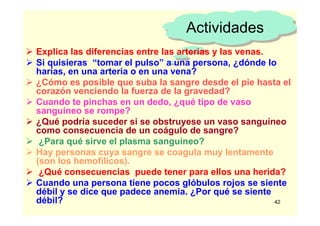 42
ActividadesActividades
Explica las diferencias entre las arterias y las venas.
Si quisieras “tomar el pulso” a una persona, ¿dónde lo
harías, en una arteria o en una vena?
¿Cómo es posible que suba la sangre desde el pie hasta el
corazón venciendo la fuerza de la gravedad?
Cuando te pinchas en un dedo, ¿qué tipo de vaso
sanguíneo se rompe?
¿Qué podría suceder si se obstruyese un vaso sanguíneo
como consecuencia de un coágulo de sangre?
¿Para qué sirve el plasma sanguíneo?
Hay personas cuya sangre se coagula muy lentamente
(son los hemofílicos).
¿Qué consecuencias puede tener para ellos una herida?
Cuando una persona tiene pocos glóbulos rojos se siente
débil y se dice que padece anemia. ¿Por qué se siente
débil?
 