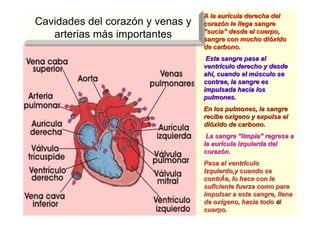 5
Cavidades del corazón y venas y
arterias más importantes
Cavidades del corazón y venas y
arterias más importantes
A la aurA la auríícula derecha delcula derecha del
corazcorazóón le llega sangren le llega sangre
““suciasucia”” desde el cuerpo,desde el cuerpo,
sangre con mucho disangre con mucho dióóxidoxido
de carbono.de carbono.
Esta sangre pasa alEsta sangre pasa al
ventrventríículo derecho y desdeculo derecho y desde
ahahíí, cuando el m, cuando el múúsculo sesculo se
contrae, la sangre escontrae, la sangre es
impulsada hacia losimpulsada hacia los
pulmones.pulmones.
En los pulmones, la sangreEn los pulmones, la sangre
recibe oxrecibe oxíígeno y expulsa elgeno y expulsa el
didióóxido de carbono.xido de carbono.
La sangreLa sangre ““limpialimpia”” regresa aregresa a
la aurla auríícula izquierda delcula izquierda del
corazcorazóón.n.
Pasa al ventrPasa al ventríículoculo
izquierdo,yizquierdo,y cuando secuando se
contrcontrÁÁee, lo hace con la, lo hace con la
suficiente fuerza como parasuficiente fuerza como para
impulsar a esta sangre, llenaimpulsar a esta sangre, llena
de oxde oxíígeno, hacia todo elgeno, hacia todo el
cuerpo.cuerpo.
 