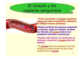 9
El corazón y los
capilares sanguíneos
El corazón y los
capilares sanguíneos
• Como una bomba, elComo una bomba, el corazcorazóónn impulsa laimpulsa la
sangresangre por todo el organismo, realizandopor todo el organismo, realizando
su trabajo en fases sucesivas.su trabajo en fases sucesivas.
••Primero se llenan las cPrimero se llenan las cáámaras superioresmaras superiores
o auro auríículas, luego se contraen, se abrenculas, luego se contraen, se abren
las vlas váálvulas y lalvulas y la sangresangre entra en lasentra en las
cavidades inferiores o ventrcavidades inferiores o ventríículos.culos.
••Cuando estCuando estáán llenos, los ventrn llenos, los ventríículos seculos se
contraen e impulsan lacontraen e impulsan la sangresangre hacia lashacia las
arterias.arterias.
•• ElEl corazcorazóónn late unas setenta veces porlate unas setenta veces por
minuto y bombea todos los dminuto y bombea todos los díías unosas unos
10.000 litros de10.000 litros de sangresangre..
 
