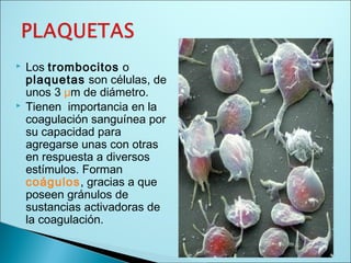  Los trombocitos o
plaquetas son células, de
unos 3 μm de diámetro.
 Tienen importancia en la
coagulación sanguínea por
su capacidad para
agregarse unas con otras
en respuesta a diversos
estímulos. Forman
coágulos, gracias a que
poseen gránulos de
sustancias activadoras de
la coagulación.
 