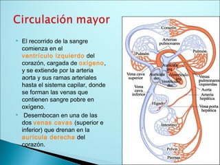  El recorrido de la sangre
comienza en el
ventrículo izquierdo del
corazón, cargada de oxígeno,
y se extiende por la arteria
aorta y sus ramas arteriales
hasta el sistema capilar, donde
se forman las venas que
contienen sangre pobre en
oxígeno.
 Desembocan en una de las
dos venas cavas (superior e
inferior) que drenan en la
aurícula derecha del
corazón.
 