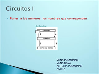  Poner a los números los nombres que corresponden
5.- Circuitos I
VENA PULMONAR
VENA CAVA
ARTERIA PULMONAR
AORTA
 