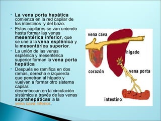  La vena porta hepática
comienza en la red capilar de
los intestinos y del bazo.
 Estos capilares se van uniendo
hasta formar las venas
mesentérica inferior, que
se une a la vena esplénica y
la mesentérica superior.
 La unión de las venas
esplénica y mesentérica
superior forman la vena porta
hepática
 Después se ramifica en dos
ramas, derecha e izquierda
que penetran al hígado y
vuelven a formar otro sistema
capilar.
desembocan en la circulación
sistémica a través de las venas
suprahepáticas a la
vena cava inferior.
 