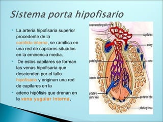  La arteria hipofisaria superior
procedente de la
carótida interna, se ramifica en
una red de capilares situados
en la eminencia media.
 De estos capilares se forman
las venas hipofisaria que
descienden por el tallo
hipofisario y originan una red
de capilares en la
 adeno hipófisis que drenan en
la vena yugular interna.
 