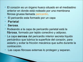  El corazón es un órgano hueco situado en el mediastino
anterior en donde está rodeado por una membrana
fibrosa gruesa llamada pericardio.
 El pericardio esta formado por un capa
 Parietal
 Serosa.
 Rodeando a la capa de pericardio parietal está la
fibrosa, formado por tejido conectivo y adiposo.
 La capa serosa del pericardio interior secreta líquido
pericárdico que lubrica la superficie del corazón, para
aislarlo y evitar la fricción mecánica que sufre durante la
contracción.
 Las capas fibrosas externas lo protegen y separan.
 