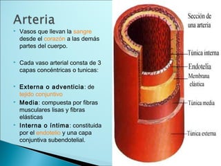  Vasos que llevan la sangre
desde el corazón a las demás
partes del cuerpo.
 Cada vaso arterial consta de 3
capas concéntricas o tunicas:
 Externa o adventicia: de
tejido conjuntivo
 Media: compuesta por fibras
musculares lisas y fibras
elásticas
 Interna o íntima: constituida
por el endotelio y una capa
conjuntiva subendotelial.
 