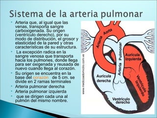  Arteria que, al igual que las
venas, transporta sangre
carboxigenada. Su origen
(ventrículo derecho), por su
modo de distribución, el grosor y
elasticidad de la pared y otras
características de su estructura.
 La excepción radica en la
sangre venosa que transporta
hacia los pulmones, donde llega
para ser oxigenada y reusada de
nuevo cuando llega al corazón.
 Su origen se encuentra en la
base del corazón de 5 cm. se
divide en 2 ramas terminales
 Arteria pulmonar derecha
 Arteria pulmonar izquierda
 que se dirigen cada una al
pulmón del mismo nombre.
 
