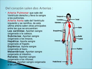  Arteria Pulmonar que sale del
Ventrículo derecho y lleva la sangre
a los pulmones.
Arteria Aorta sale del Ventrículo
izquierdo y se ramifica, de esta
ultima arteria salen otras principales
entre las que se encuentran:
Las carótidas: Aportan sangre
oxigenada a la cabeza.
Subclavias: Aportan sangre
oxigenada a los brazos.
Hepática: Aporta sangre
oxigenada al hígado.
Esplénica: Aporta sangre
oxigenada al bazo.
Mesentéricas: Aportan sangre
oxigenada al intestino.
Renales: Aportan sangre
oxigenada a los riñones.
Ilíacas: Aportan sangre oxigenada
a las piernas
 