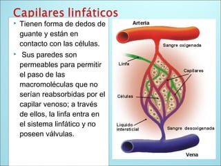  Tienen forma de dedos de
guante y están en
contacto con las células.
 Sus paredes son
permeables para permitir
el paso de las
macromoléculas que no
serían reabsorbidas por el
capilar venoso; a través
de ellos, la linfa entra en
el sistema linfático y no
poseen válvulas.
 