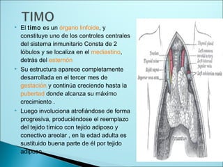 El timo es un órgano linfoide, y
constituye uno de los controles centrales
del sistema inmunitario Consta de 2
lóbulos y se localiza en el mediastino,
detrás del esternón
 Su estructura aparece completamente
desarrollada en el tercer mes de
gestación y continúa creciendo hasta la
pubertad donde alcanza su máximo
crecimiento .
 Luego involuciona atrofiándose de forma
progresiva, produciéndose el reemplazo
del tejido tímico con tejido adiposo y
conectivo areolar , en la edad adulta es
sustituido buena parte de él por tejido
adiposo.
 