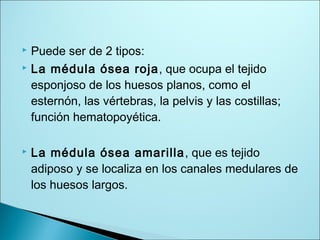  Puede ser de 2 tipos:
 La médula ósea roja, que ocupa el tejido
esponjoso de los huesos planos, como el
esternón, las vértebras, la pelvis y las costillas;
función hematopoyética.
 La médula ósea amarilla, que es tejido
adiposo y se localiza en los canales medulares de
los huesos largos.
 