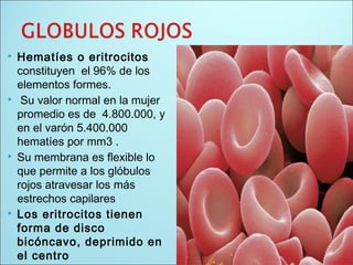  Hematíes o eritrocitos
constituyen el 96% de los
elementos formes.
 Su valor normal en la mujer
promedio es de 4.800.000, y
en el varón 5.400.000
hematíes por mm3 .
 Su membrana es flexible lo
que permite a los glóbulos
rojos atravesar los más
estrechos capilares
 Los eritrocitos tienen
forma de disco
bicóncavo, deprimido en
el centro
 