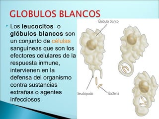  Los leucocitos o
glóbulos blancos son
un conjunto de células
sanguíneas que son los
efectores celulares de la
respuesta inmune,
intervienen en la
defensa del organismo
contra sustancias
extrañas o agentes
infecciosos
 