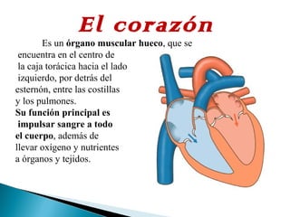 El corazón
Es un órgano muscular hueco, que se
encuentra en el centro de
la caja torácica hacia el lado
izquierdo, por detrás del
esternón, entre las costillas
y los pulmones.
Su función principal es
impulsar sangre a todo
el cuerpo, además de
llevar oxígeno y nutrientes
a órganos y tejidos.
 