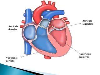 Aurícula
derecha
Ventrículo
derecho
Aurícula
Izquierda
Ventrículo
izquierdo
 