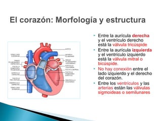  Entre la aurícula derecha
y el ventrículo derecho
está la válvula tricúspide
 Entre la aurícula izquierda
y el ventrículo izquierdo
está la válvula mitral o
bicúspide.
 No hay conexión entre el
lado izquierdo y el derecho
del corazón.
 Entre los ventrículos y las
arterias están las válvulas
sigmoideas o semilunares
 