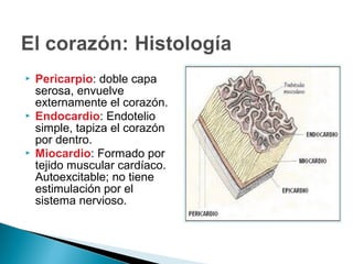  Pericarpio: doble capa
serosa, envuelve
externamente el corazón.
 Endocardio: Endotelio
simple, tapiza el corazón
por dentro.
 Miocardio: Formado por
tejido muscular cardíaco.
Autoexcitable; no tiene
estimulación por el
sistema nervioso.
 