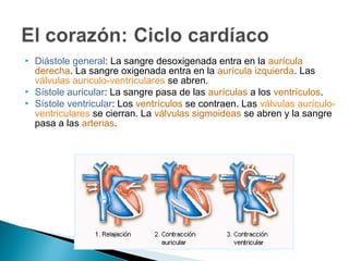  Diástole general: La sangre desoxigenada entra en la aurícula
derecha. La sangre oxigenada entra en la aurícula izquierda. Las
válvulas auriculo-ventriculares se abren.
 Sístole auricular: La sangre pasa de las aurículas a los ventrículos.
 Sístole ventricular: Los ventrículos se contraen. Las válvulas aurículo-
ventriculares se cierran. La válvulas sigmoideas se abren y la sangre
pasa a las arterias.
 