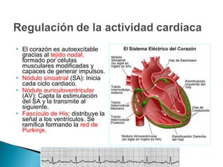  El corazón es autoexcitable
gracias al tejido nodal,
formado por células
musculares modificadas y
capaces de generar impulsos.
 Nódulo sinoatrial (SA): Inicia
cada ciclo cardiaco.
 Nódulo auriculoventricular
(AV): Capta la estimulación
del SA y la transmite al
siguiente.
 Fascículo de His: distribuye la
señal a los ventrículos. Se
ramifica formando la red de
Purkinje.
 