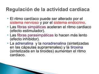  El ritmo cardíaco puede ser alterado por el
sistema nervioso y por el sistema endocrino.
 Las fibras simpáticas aceleran el ritmo cardiaco
(efecto estimulador).
 Las fibras parasimpáticas lo hacen más lento
(efecto inhibidor).
 La adrenalina y la noradrenalina (sintetizadas
en las cápsulas suprarrenales) y la tiroxina
(sintetizada en la tiroides) aumentan el ritmo
cardiaco.
 