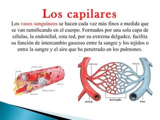 Los capilares
Los vasos sanguíneos se hacen cada vez más finos a medida que
se van ramificando en el cuerpo. Formados por una sola capa de
células, la endotelial, esta red, por su extrema delgadez, facilita
su función de intercambio gaseoso entre la sangre y los tejidos o
entre la sangre y el aire que ha penetrado en los pulmones.
.
 