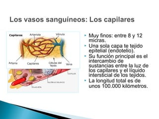  Muy finos: entre 8 y 12
micras.
 Una sola capa te tejido
epitelial (endotelio).
 Su función principal es el
intercambio de
sustancias entre la luz de
los capilares y el líquido
intersticial de los tejidos.
 La longitud total es de
unos 100.000 kilómetros.
 