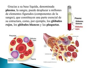 Gracias a su base líquida, denominada
plasma, la sangre, puede desplazar a millones
de elementos figurados (componentes de la
sangre), que constituyen una parte esencial de
su estructura, como, por ejemplo, los glóbulos
rojos, los glóbulos blancos y las plaquetas.
 