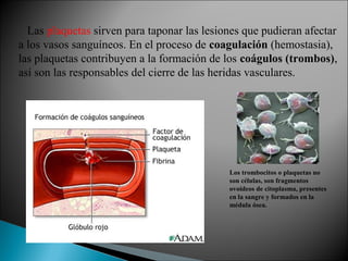 Las plaquetas sirven para taponar las lesiones que pudieran afectar
a los vasos sanguíneos. En el proceso de coagulación (hemostasia),
las plaquetas contribuyen a la formación de los coágulos (trombos),
así son las responsables del cierre de las heridas vasculares.
Los trombocitos o plaquetas no
son células, son fragmentos
ovoideos de citoplasma, presentes
en la sangre y formados en la
médula ósea.
 