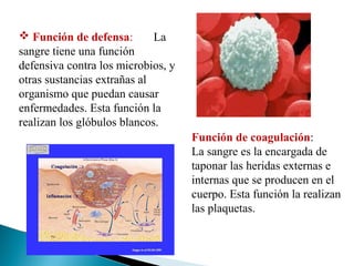  Función de defensa: La
sangre tiene una función
defensiva contra los microbios, y
otras sustancias extrañas al
organismo que puedan causar
enfermedades. Esta función la
realizan los glóbulos blancos.
Función de coagulación:
La sangre es la encargada de
taponar las heridas externas e
internas que se producen en el
cuerpo. Esta función la realizan
las plaquetas.
 