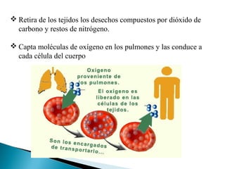  Retira de los tejidos los desechos compuestos por dióxido de
carbono y restos de nitrógeno.
 Capta moléculas de oxígeno en los pulmones y las conduce a
cada célula del cuerpo
 