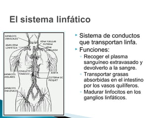 Sistema de conductos
que transportan linfa.
 Funciones:
◦ Recoger el plasma
sanguíneo extravasado y
devolverlo a la sangre.
◦ Transportar grasas
absorbidas en el intestino
por los vasos quilíferos.
◦ Madurar linfocitos en los
ganglios linfáticos.
 