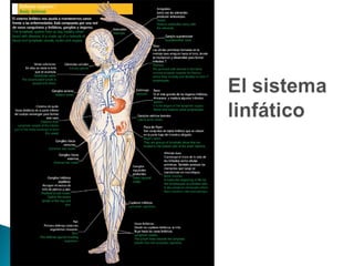 Aparato circulatorio 