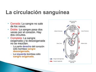  Cerrada: La sangre no sale
de los vasos.
 Doble: La sangre pasa dos
veces por el corazón. Hay
dos circuitos.
 Completa: La sangre
oxigenada y la desoxigenada
no se mezclan.
◦ La parte derecha del corazón
sólo bombea sangre
desoxigenada,
◦ La izquierda bombea sólo
sangre oxigenada.
 