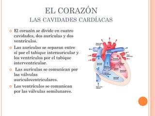 EL CORAZÓN
LAS CAVIDADES CARDÍACAS
 El corazón se divide en cuatro
cavidades, dos aurículas y dos
ventrículos.
 Las aurículas se separan entre
sí por el tabique interauricular y
los ventrículos por el tabique
interventricular.
 Las aurículas se comunican por
las válvulas
auriculoventriculares.
 Los ventrículos se comunican
por las válvulas semilunares.
 