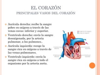 EL CORAZÓN
PRINCIPALES VASOS DEL CORAZÓN
 Aurícula derecha: recibe la sangre
pobre en oxígeno a través de las
venas cavas: inferior y superior.
 Ventrículo derecho: envía la sangre
desoxigenada, por la arteria
pulmonar, a los pulmones..
 Aurícula izquierda: recoge la
sangre rica en oxígeno a través de
las venas pulmonares.
 Ventrículo izquierdo: envía la
sangre rica en oxígeno a todo el
organismo por la arteria aorta.
 