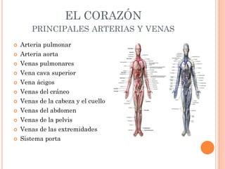 EL CORAZÓN
PRINCIPALES ARTERIAS Y VENAS
 Arteria pulmonar
 Arteria aorta
 Venas pulmonares
 Vena cava superior
 Vena ácigos
 Venas del cráneo
 Venas de la cabeza y el cuello
 Venas del abdomen
 Venas de la pelvis
 Venas de las extremidades
 Sistema porta
 